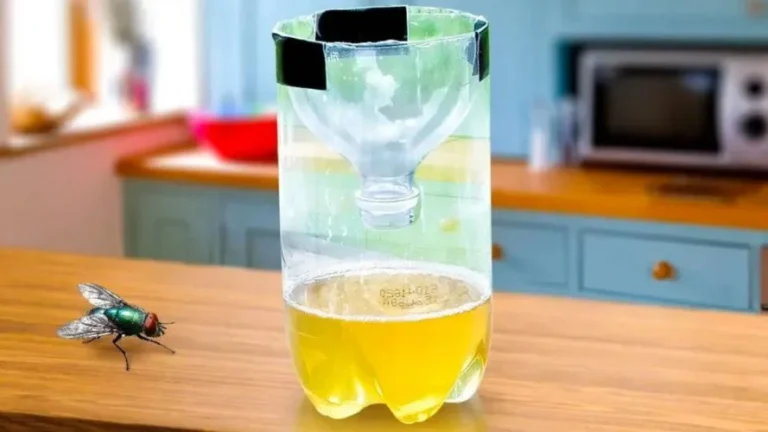 Put this in the kitchen: keep flies, mosquitoes and any other insects away