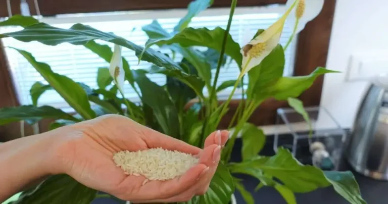 Add this to the plant: you will save a lot of money