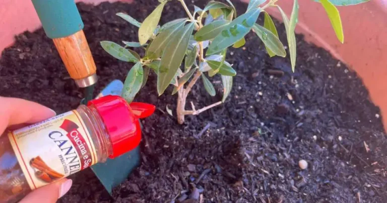 Cinnamon, pour it on the plants in your garden: the neighbors will die of envy. 