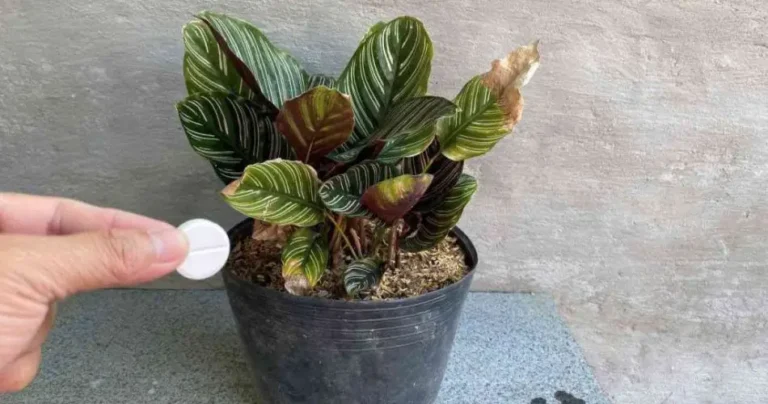 With this capsule all your flowers will stay fresh for more than a year