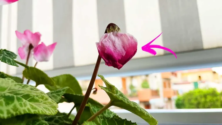 HOW TO MAKE THE CYCLAMEN RESUME WHEN IT WITHERS