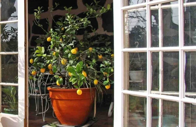Discover the secret to growing a lemon tree with just one seed, bringing freshness and scent into your home