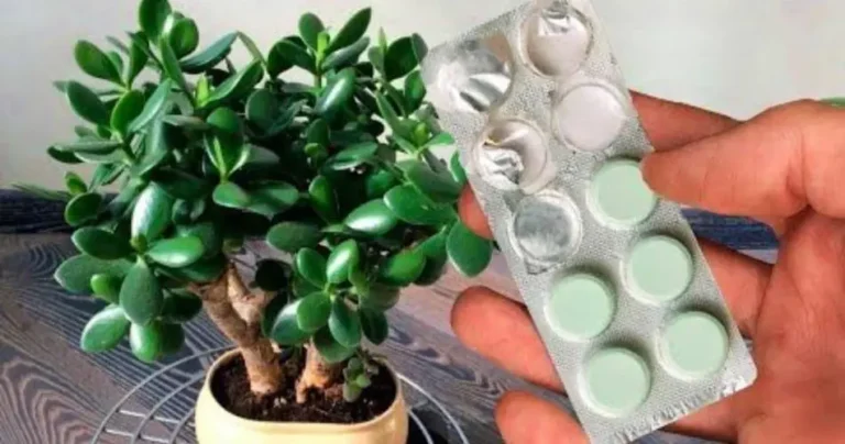 Money tree, if you take care of it with this it will bloom constantly: few do