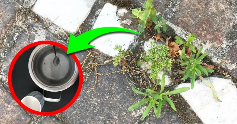 NO MORE WEEDS WITH NATURAL REMEDIES!