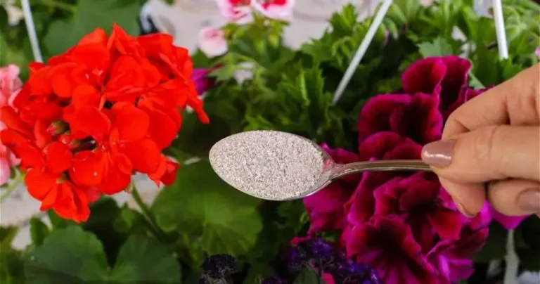 It will make all the flowers in the garden or balcony bloom non-stop: do it once a month