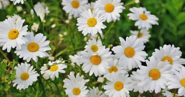 If you love daisies, here are some valuable tips to make them shine at home