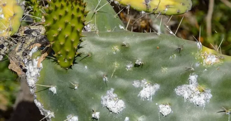 Mealybug Alert, the number one enemy of plants: this is what you should do immediately