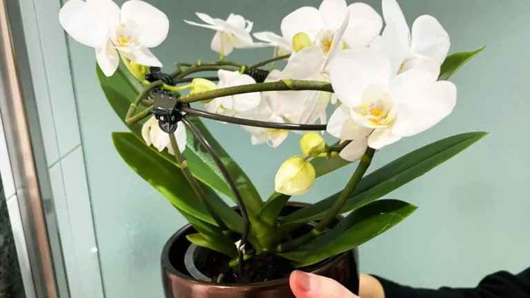 WHERE TO MOVE THE ORCHID WHEN THE TEMPERATURES START TO CHANGE
