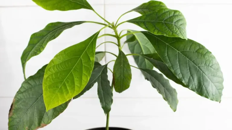 Growing an Avocado: The Best Trick to Sprout and Grow an Avocado Pit Like a Pro! 