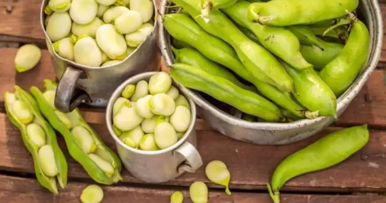 Growing beans in pots: that’s why everyone does it now