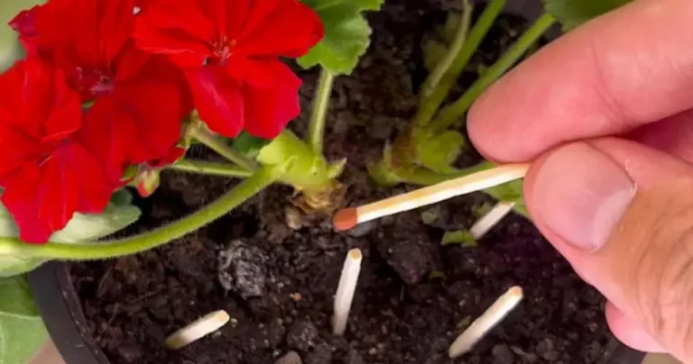 Phosphors on plants, why gardeners started doing it: the real reason