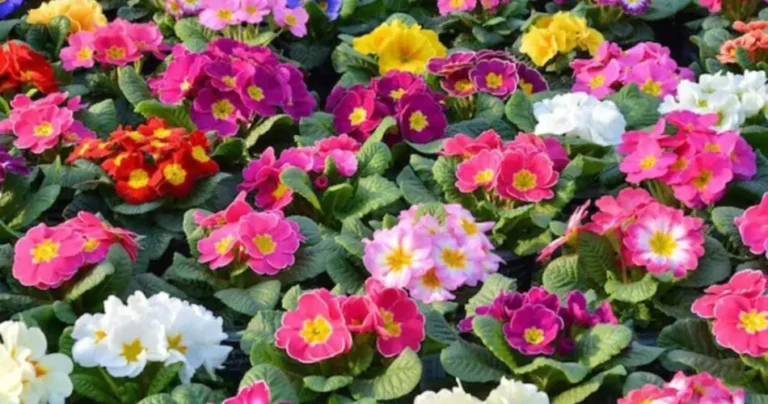 Spring: here are all the jobs to do now on the balcony and in the garden