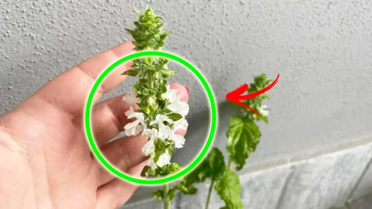 IF THE BASIL HAS FLOWERS ON THE TIPS DON’T THROW THEM BUT YOU CAN USE THEM FOR THESE 4 THINGS AT HOME