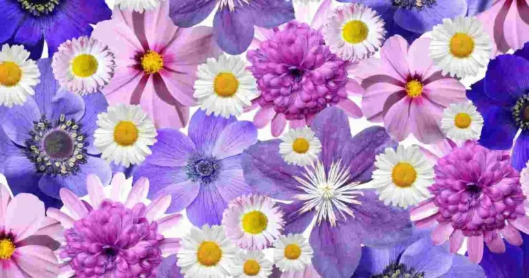 Easter flowers: here are the most suitable ones to decorate the Christmas table