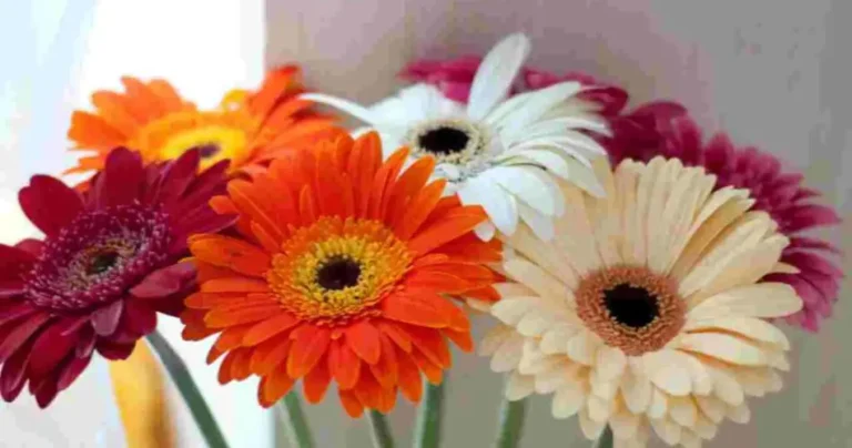 If you love colorful flowers, then you should grow one of these beautiful plants.