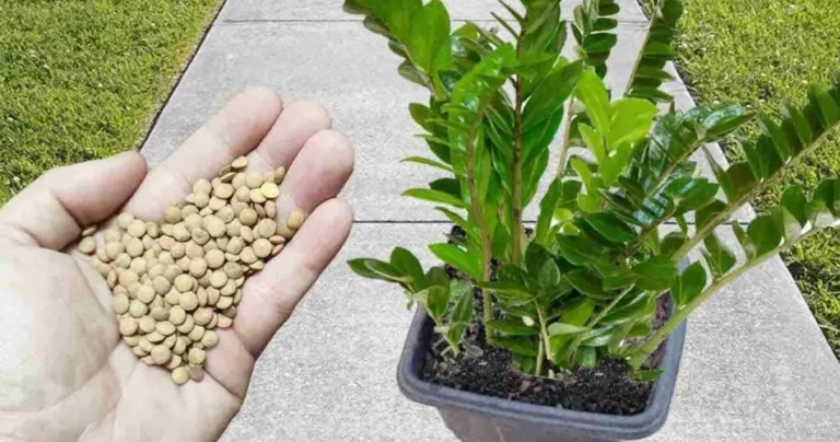 Just 1 cup to explode flowering in a short time: grows in no time