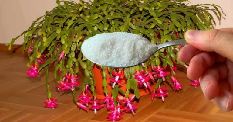 1 teaspoon is enough for any flower you have at home and flowering is guaranteed