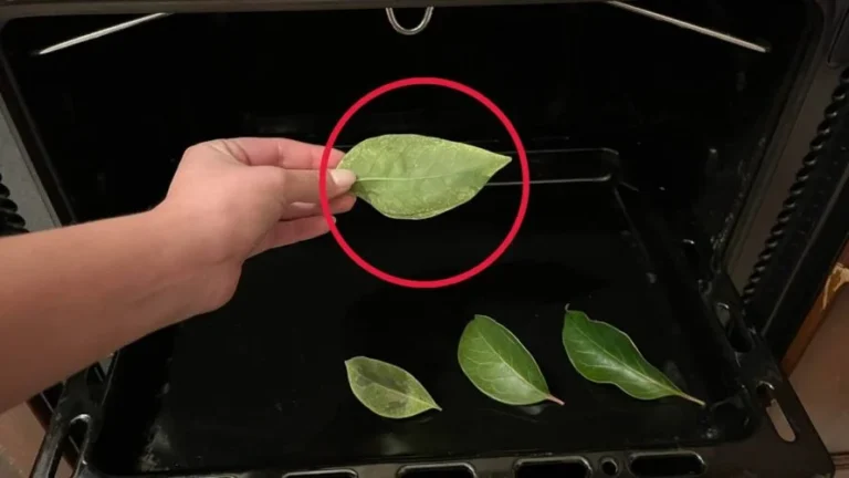 Orange leaves, try putting them in the oven: after 15 minutes you won’t believe the result
