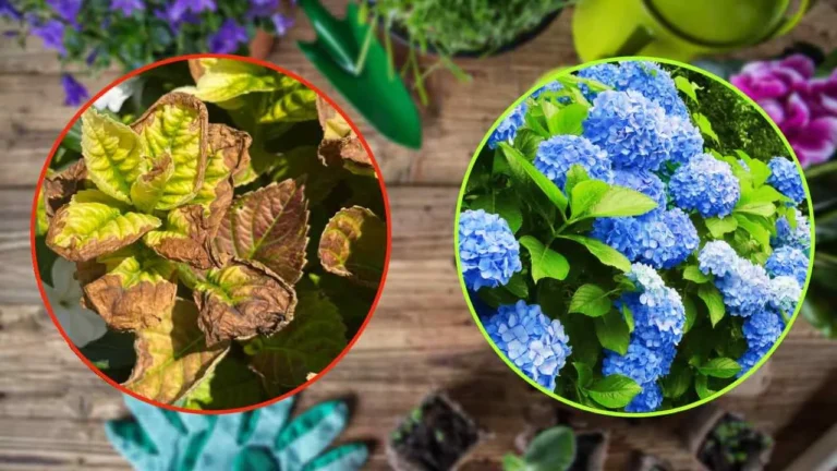HYDRANGEAS, YELLOWISH AND HOTTLED LEAVES: THE NO-COST REMEDY TO MAKE THEM HEALTHY AND LUSH BACK