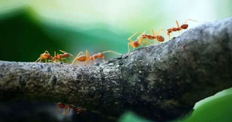 Goodbye ants with this cheap natural solution: the game changer