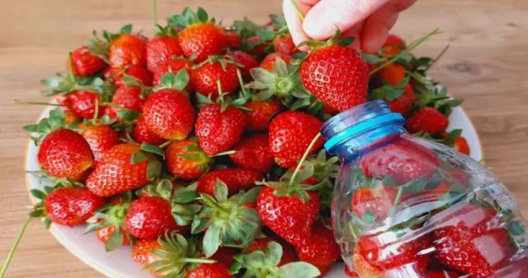 Only in this way will you be able to preserve the strawberries for a whole year: they will be even fresher