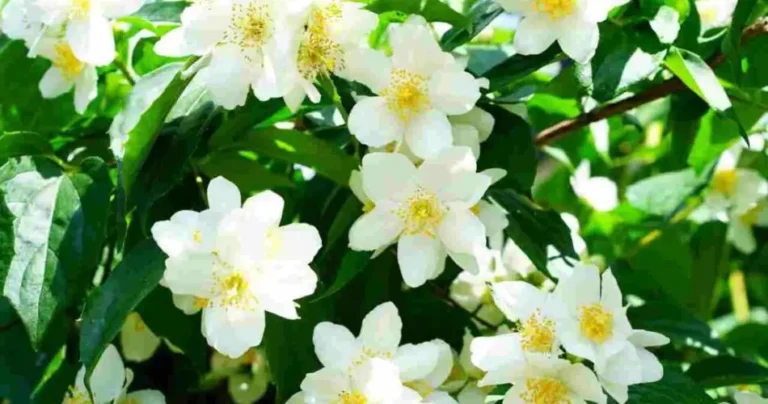 Everyone is crazy about jasmine: here is where to place this super-scented plant
