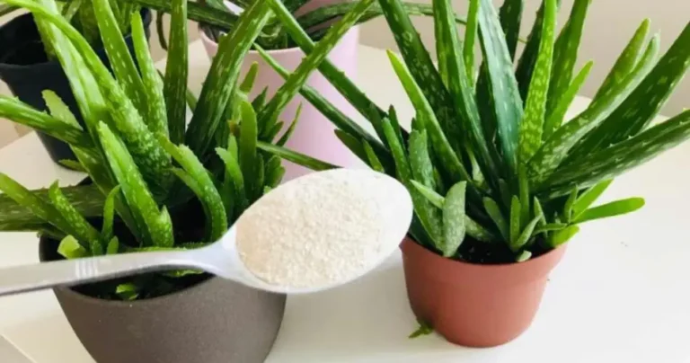 Put just 1 tablespoon in Aloe vera: everyone will want to know what the secret is