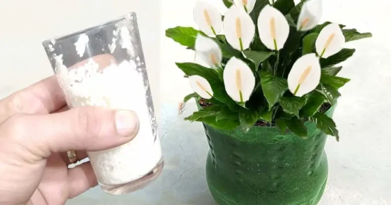 Healthy and vigorous peace lily, add a handful: it will bloom very well