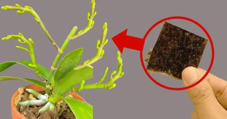 Use this trick and be surprised: you will blow up the entire orchid garden