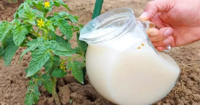 Water the soil immediately with this: double the yield of fruits and vegetables