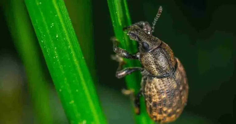 Insects on the balcony? scare them away with this infallible natural remedy