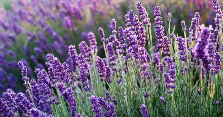 Lavender in a pot: here’s how to grow it correctly according to the gardener