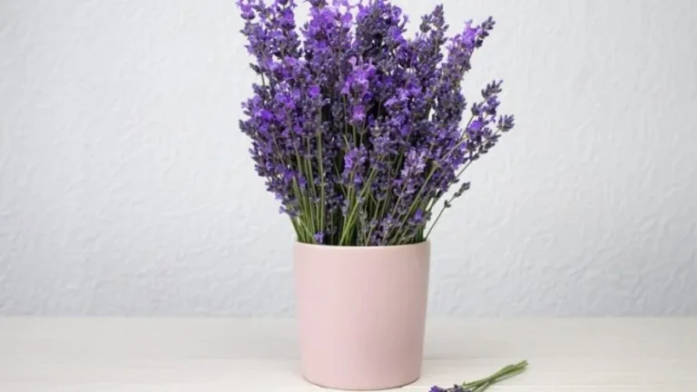 Grow lavender in pots at home for a fragrant and relaxing home!
