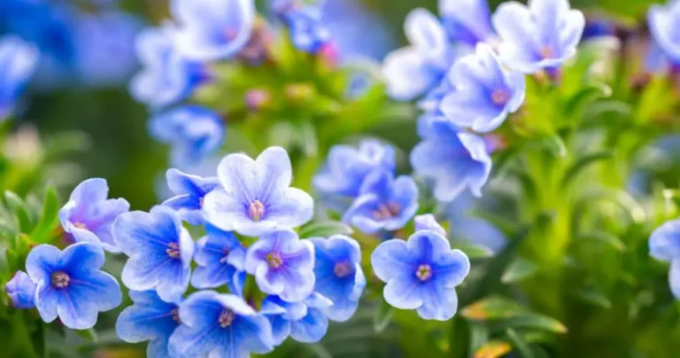 Everyone is crazy about blue flowers: here is the ranking of the most beautiful plants