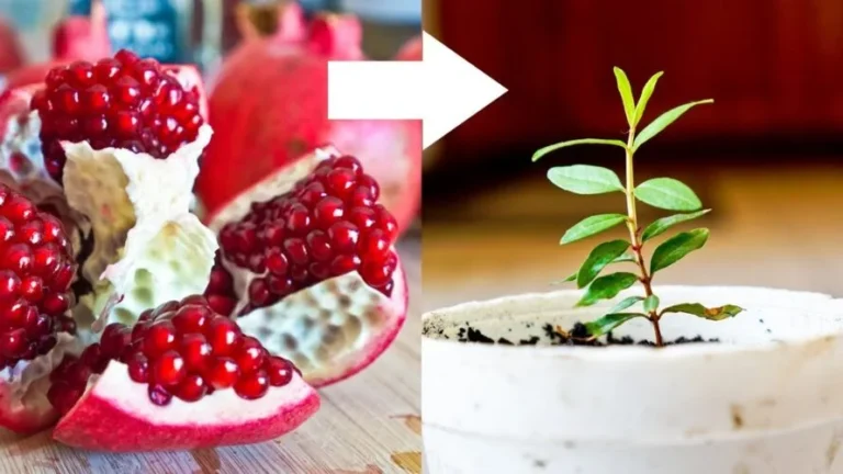 How to grow a pomegranate from seed in a pot