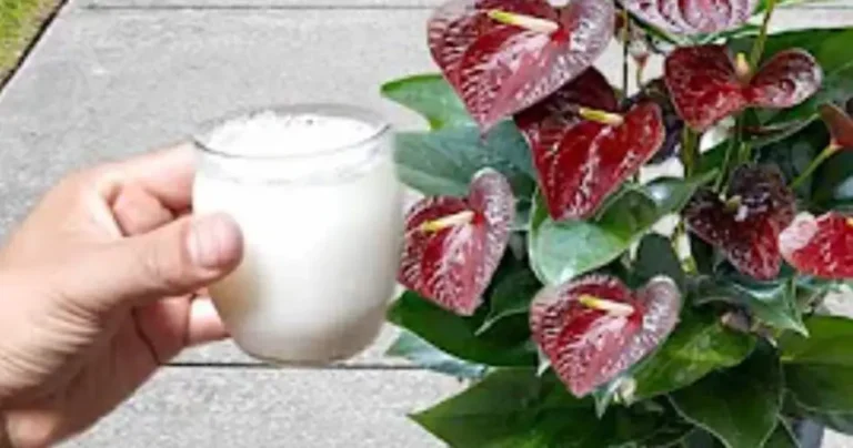 Anthurium, 1 tablespoon is enough for the flowering to explode easily