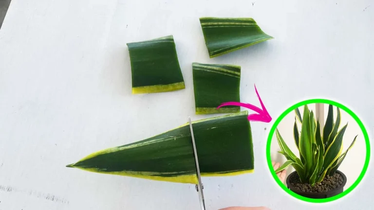 HOW TO HAVE MANY SANSEVIERIA PLANTS WITH ONE LEAF