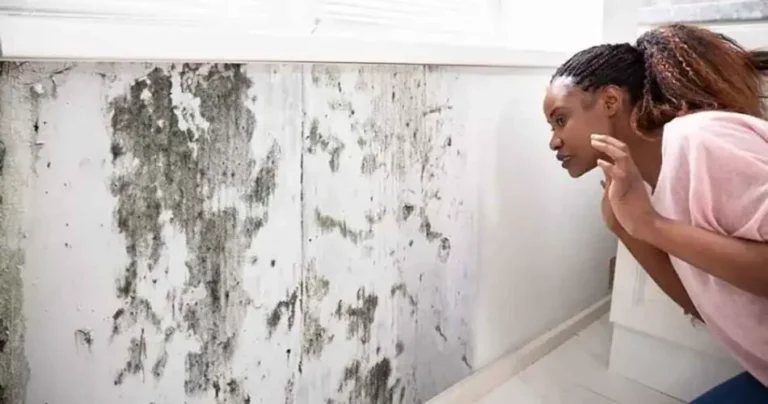 If Your Walls Have Mold, Using Bleach Won’t Help: Here’s What You Should Do