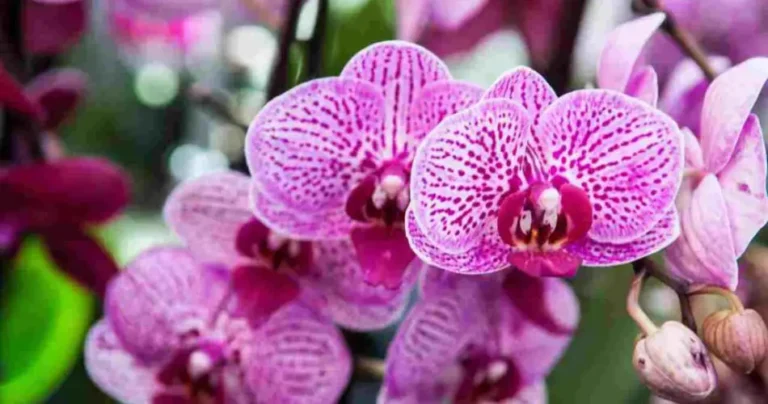 Use coffee to make a fertilizer for your orchid: this is how