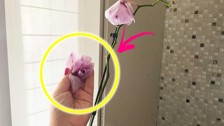 IF THE ORCHID IS SUFFERING THE HEAT YOU CAN KNOW IT FROM THE LEAVES, THE FLOWERS OR THE STEM