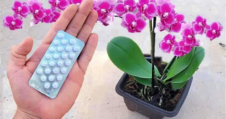 Only 1 pill is enough to make it bloom forever: how to cure the orchid