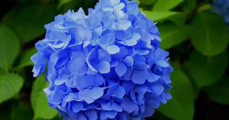 Hydrangeas: here we show you where to place them at home and how to best care for them