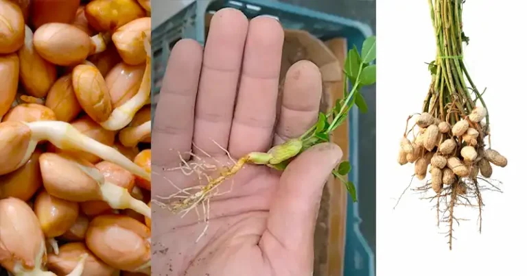 How to grow peanuts at home: A step by step guide