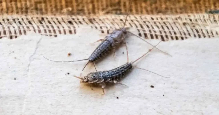 Silverfish: here’s the shocking secret that could change your life forever