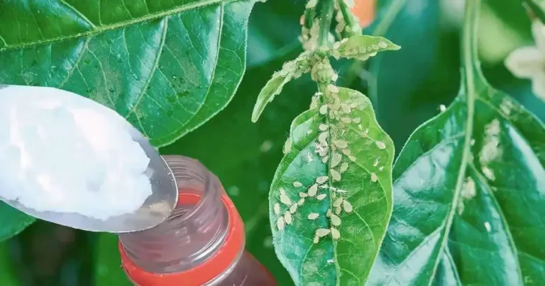 Say goodbye to plant pests with this homemade pesticide: you only need 2 ingredients