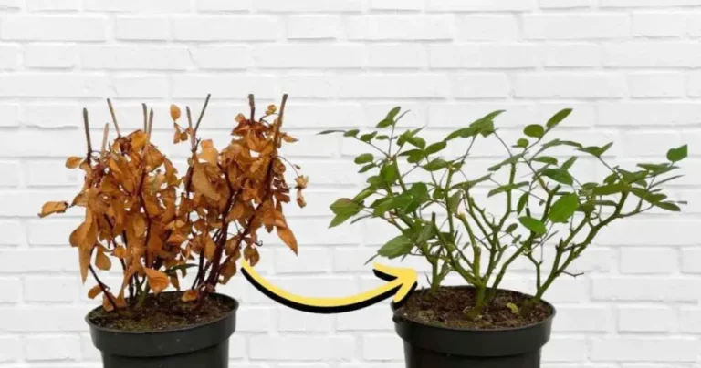 Dry and yellowish plant, how to revive it in a few seconds: it is reborn immediately