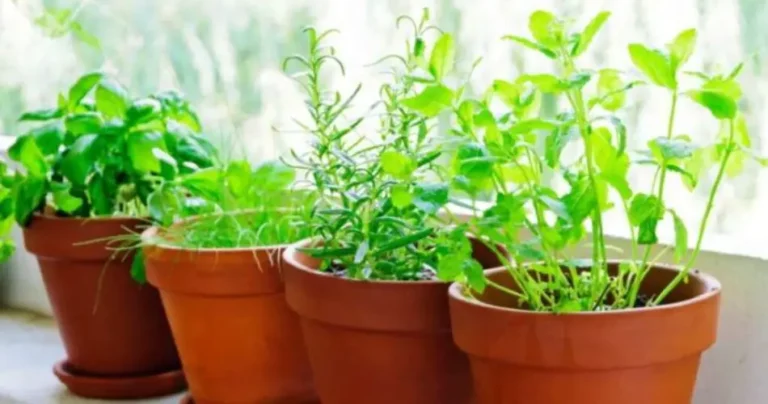 Indoor plants: here is the ranking of the most beautiful and easiest to care for