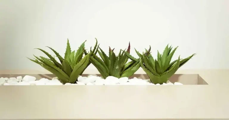 If you want to put plants in the kitchen, these are considered the best!