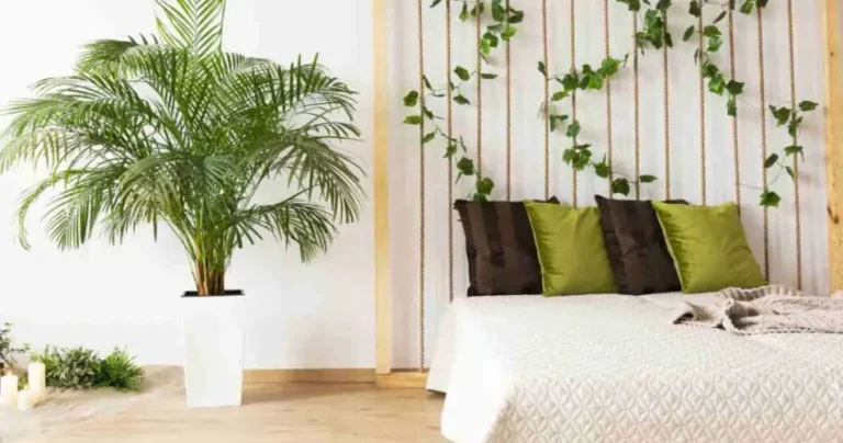 Nobody knows, but these are the best plants to put in the bedroom