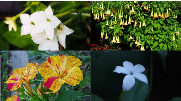 10 plants that only bloom at night: your garden will become a magical place